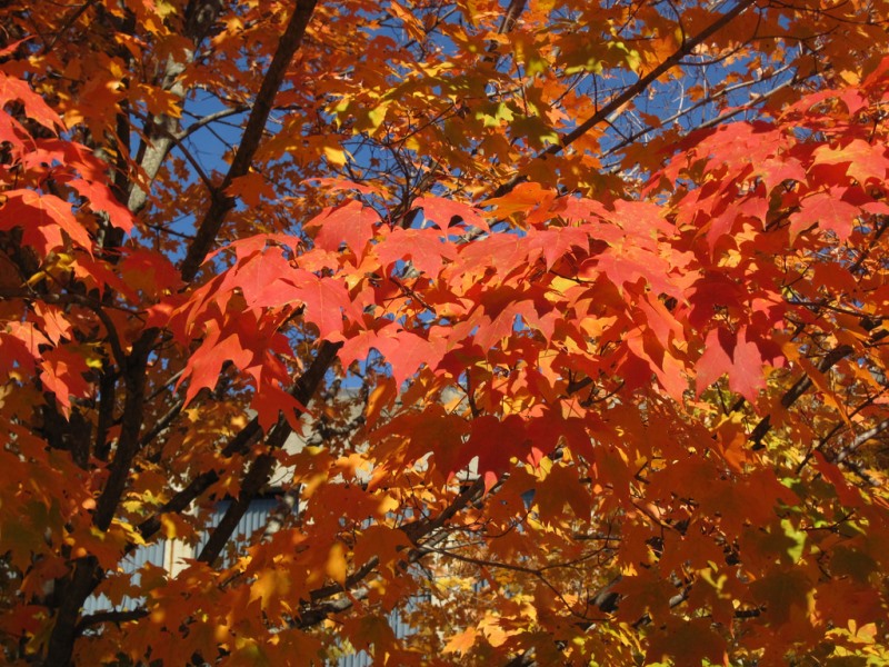 Maple trees in fall