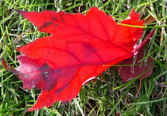 Maple leaf in fall