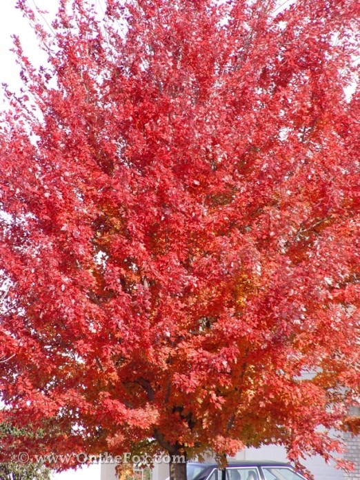 Maple tree in October - Batavia, IL
