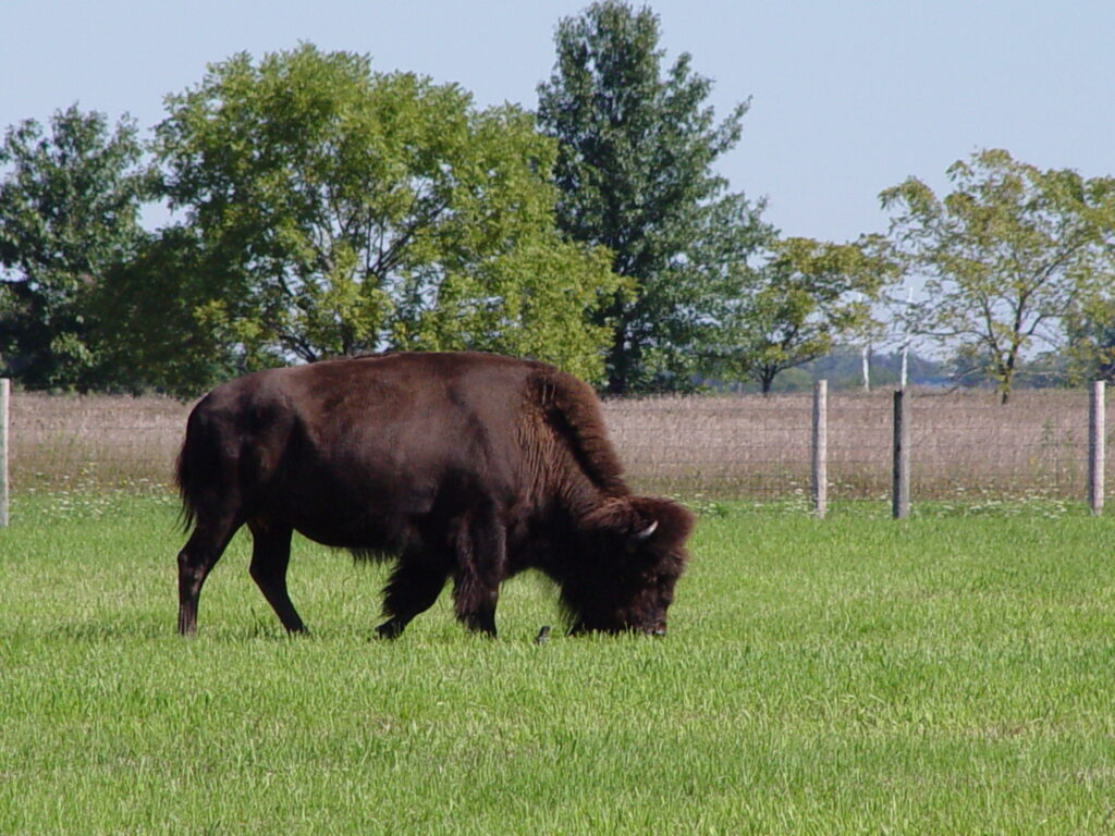 bison